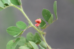 Indigofera glabra